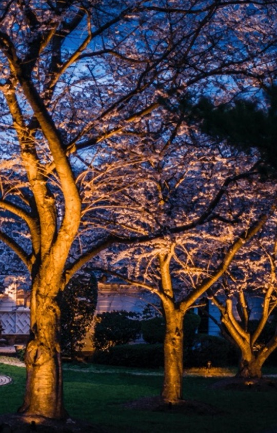 led-tree-lighting-services